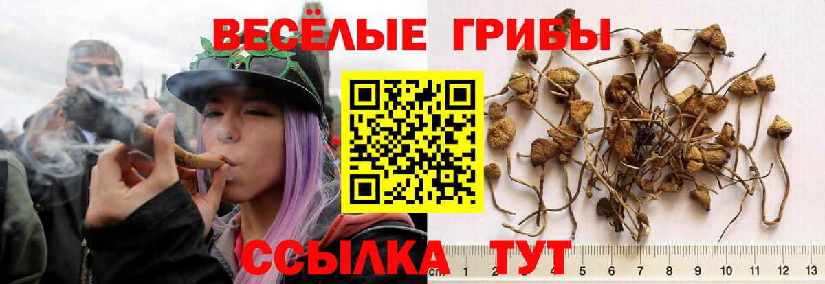 Гатчина  Псилоцибиновые грибы MAGIC MUSHROOMS  Галлюциногенные грибы мицелий  Вход с VPN 